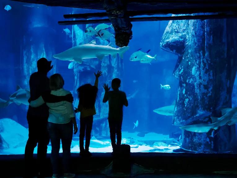Viewing Sharks at Sea Life London Aquarium