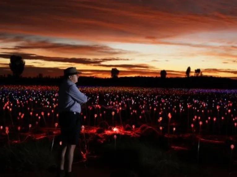 A Night at Field of Lights