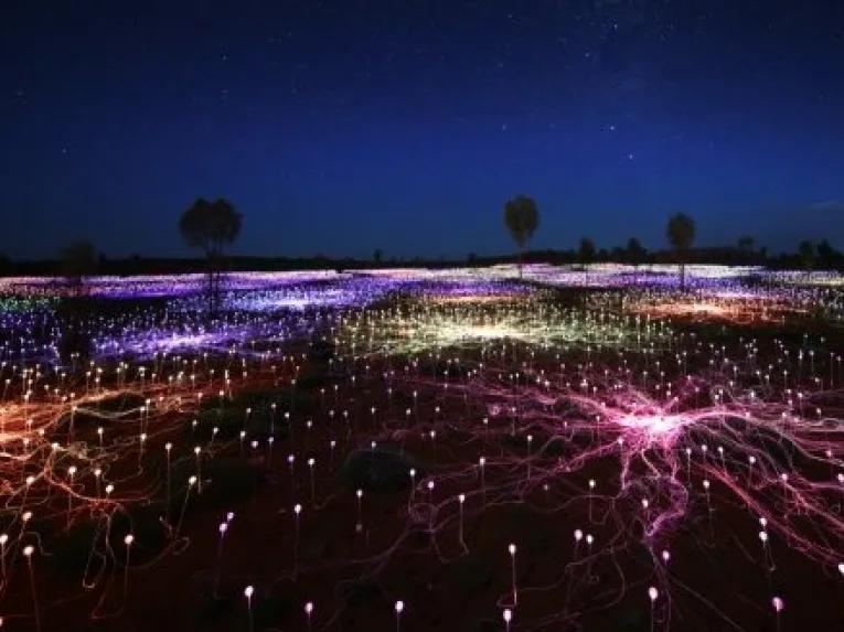 A Night at Field of Lights