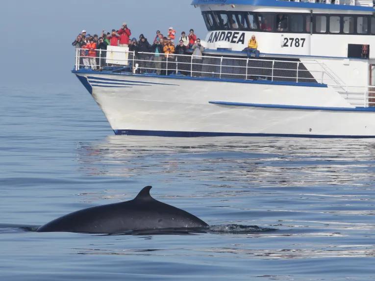 Whale watching Iceland
