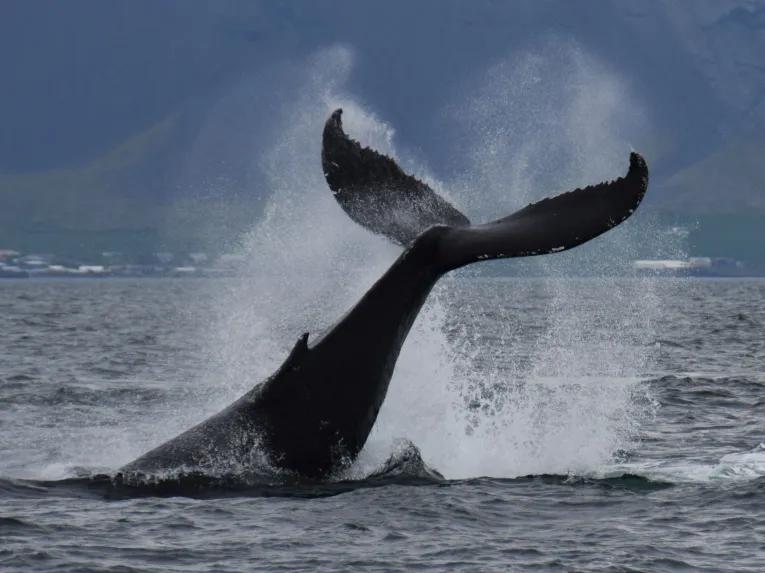 Whale watching Iceland
