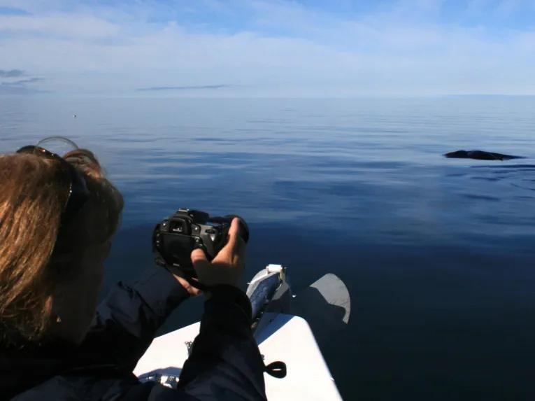 Whale watching Iceland