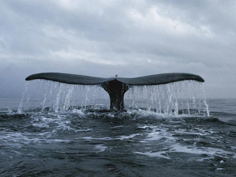 Whale watching Iceland