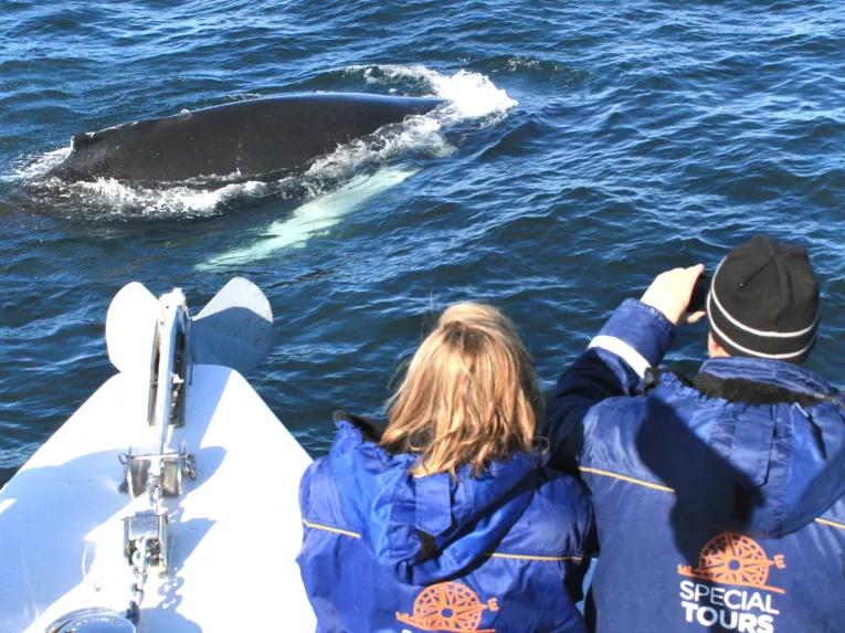 Whale watching Iceland