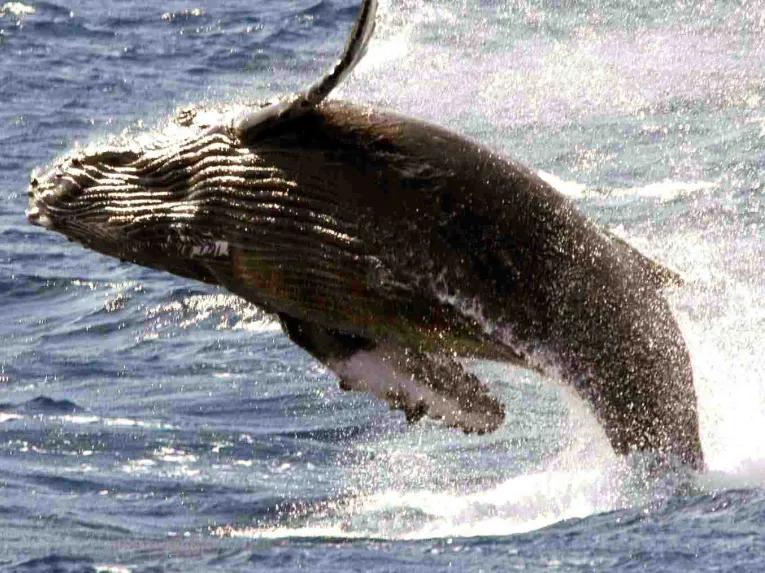 Whale watching Iceland