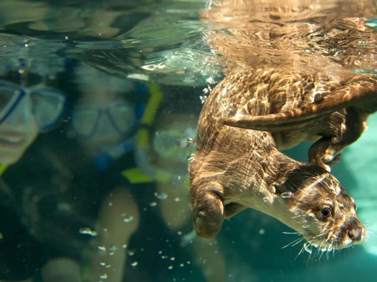 Enjoy a day a paradise at Discovery Cove