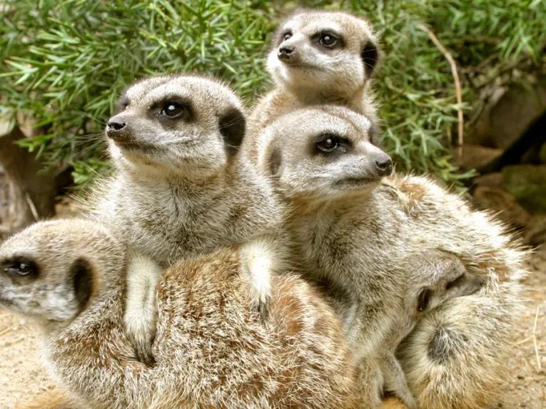 Meerkats