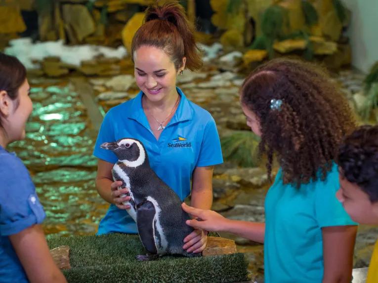 SeaWorld Orlando Penguin Encounter Ticket