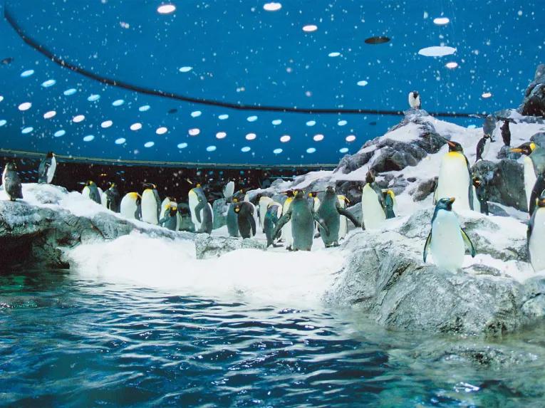 Planet Penguin at Loro Parque