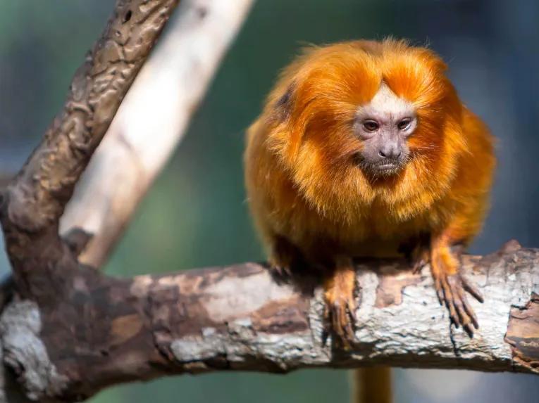 Titis at Loro Parque in Tenerife