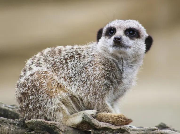 Meerkats