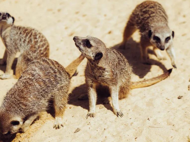 Meerkats