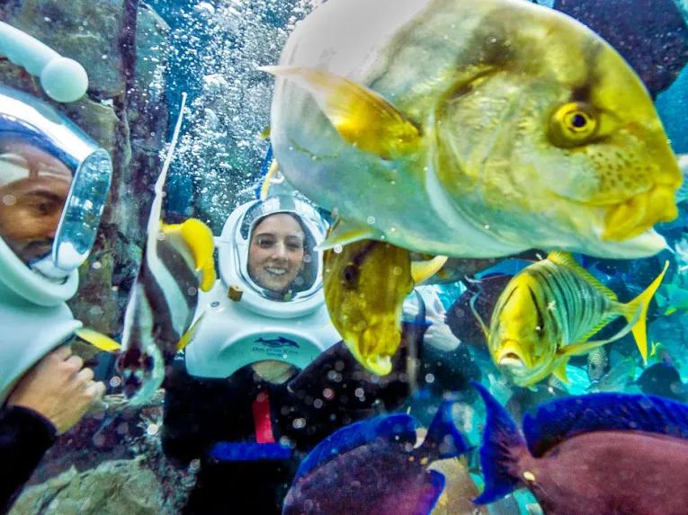 SeaVenture underwater walking tour at Discovery Cove