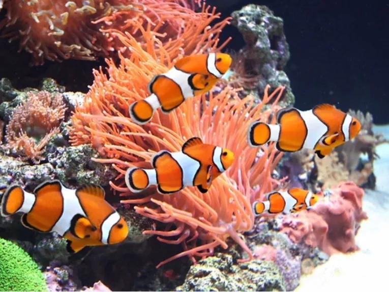 Clownfish at SEA LIFE London Aquarium