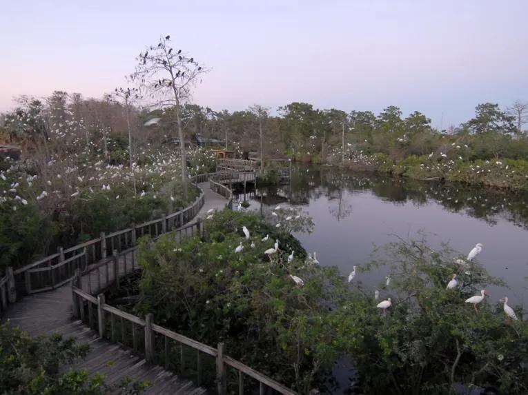 Bird Rookery at Gatorland in Florida