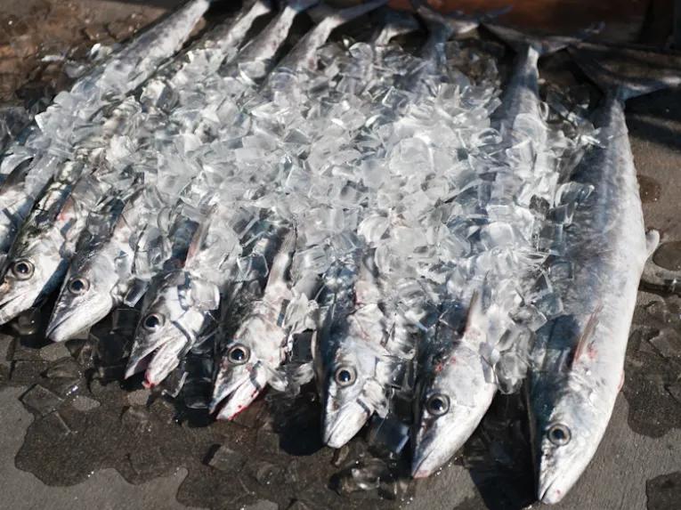 Deep Sea Fishing cruise aboard Super Queen