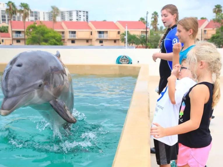 Children watching dolphins at Clearwater Aquarium