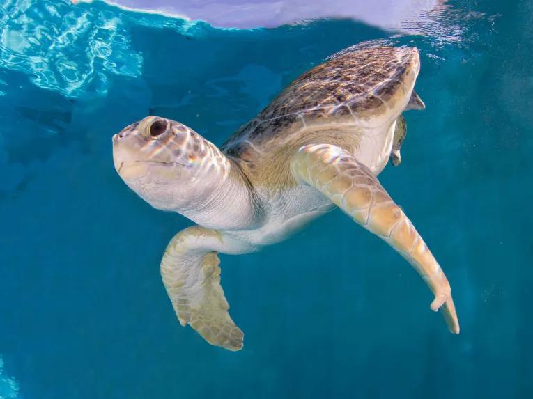 turtle at Clearwater Aquarium