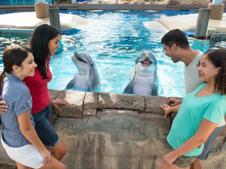 SeaWorld Orlando Dolphin Encounter