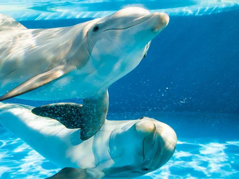 SeaWorld Orlando Dolphin Encounter