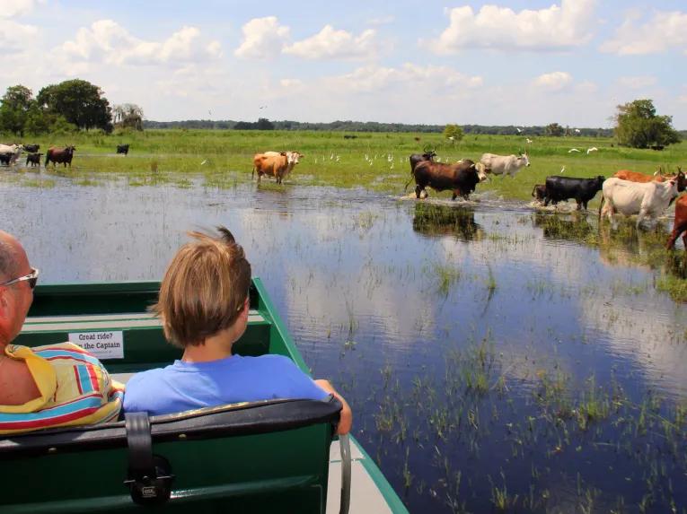 Guests viewing cattle on a wild florida airboat ride