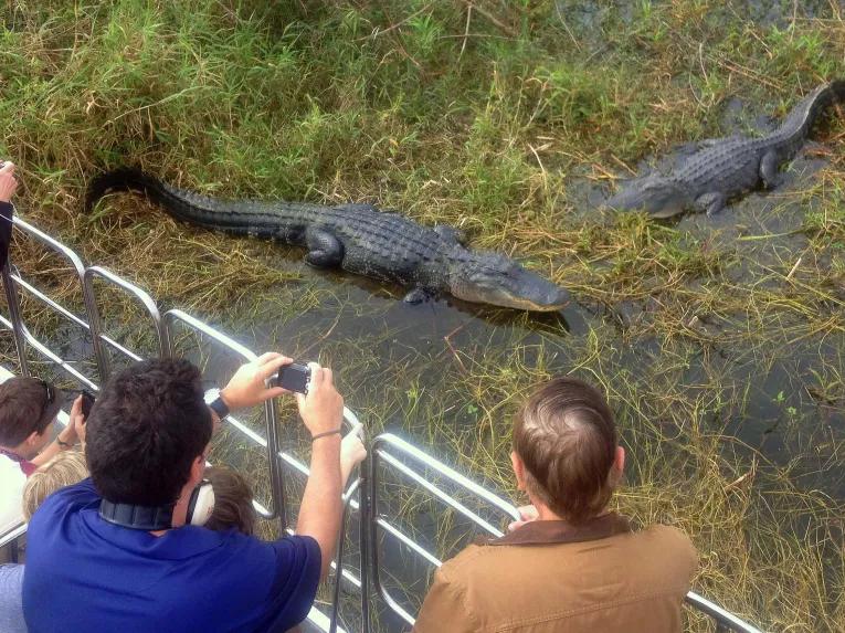 Guests photgraphing alligators on a wild florida airboat ride