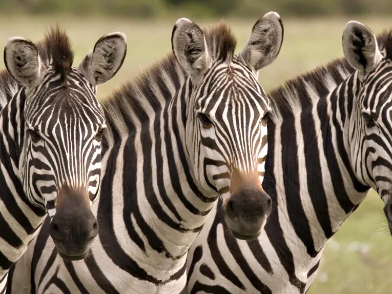 Zebras at Wild Florida Gator Park