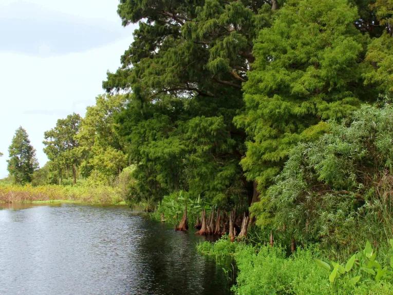 See unspoilt natural beauty on a Wild Florida Airboat Ride