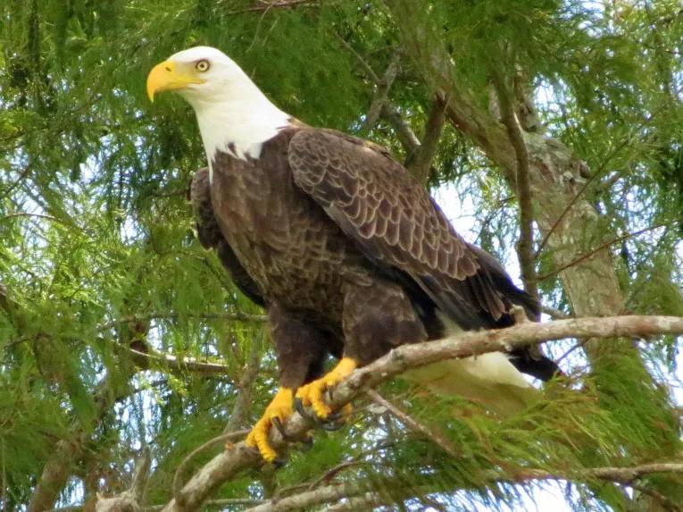 Bald eagle in the Central Florida Everglades