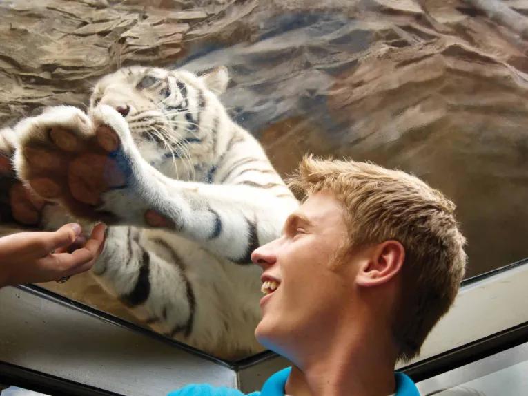 Boy interacting with White Tiger at Busch Gardens Tampa Bay