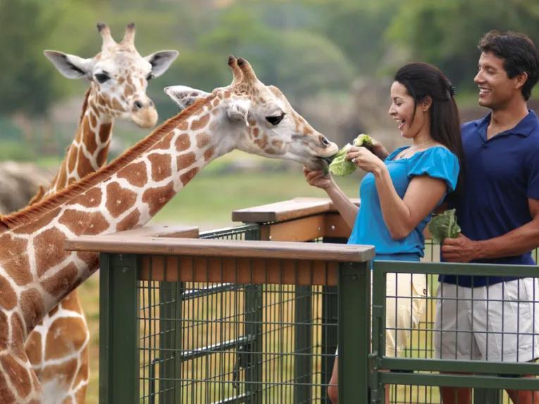 Family feeding giraffes on Serengeti Safari at Busch Gardens Tampa Bay