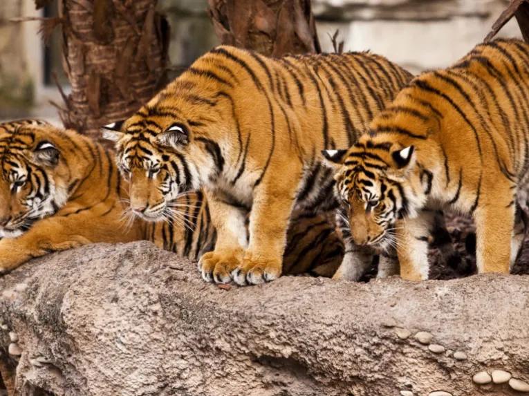 Tigers at Busch Gardens Tampa Bay