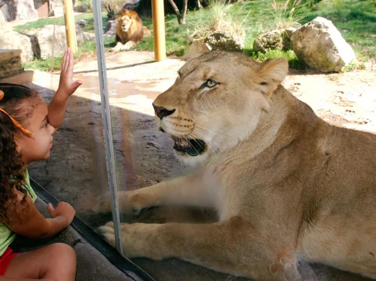 Girl interacting with a lion at Busch Gardens Tampa Bay