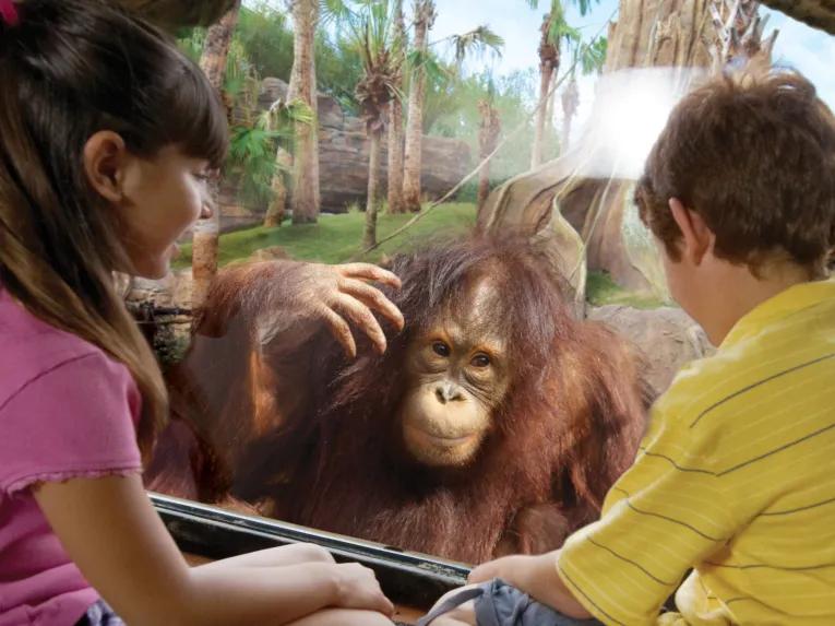 Boy and girl with orangutan at Busch Gardens Tampa Bay