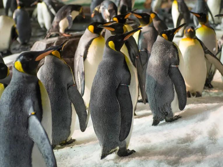 King penguins at SeaWorld Orlando