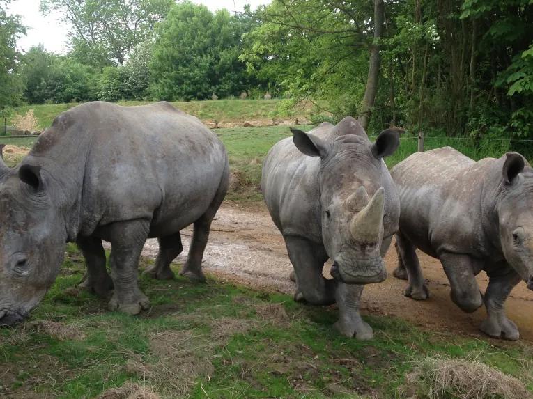ZUFARI - White Rhinos at Chessington World of Adventures