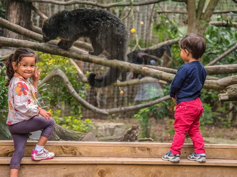Kids watching a Binturong at Chessington World of Adventures