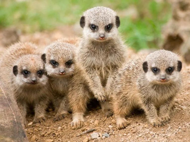 Knowsley Safari Park Family Ticket