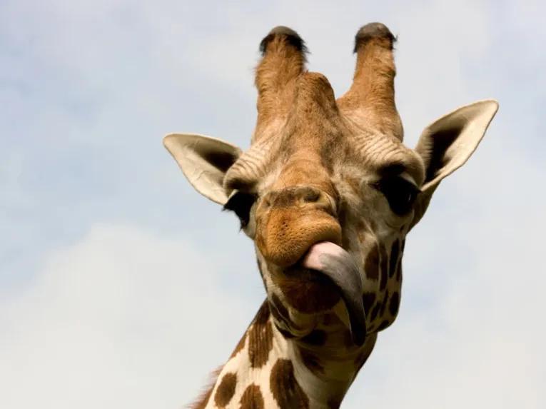 Knowsley Safari Park Family Ticket Gift Experience