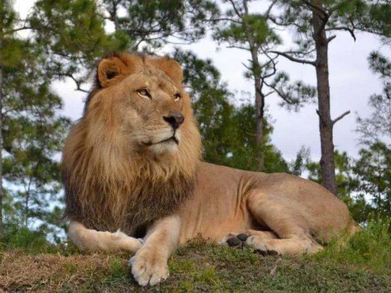 Lion Country Safari (Ft. Lauderdale/West Palm Beach)