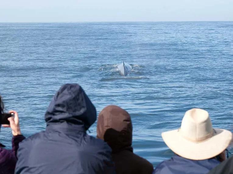 Whale Watch in San Pedro / Long Beach
