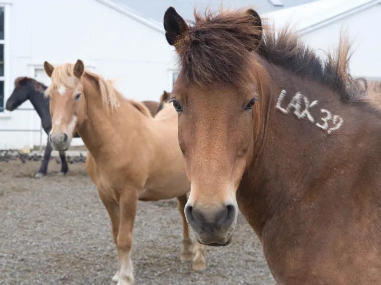 Viking Horse & Golden Circle