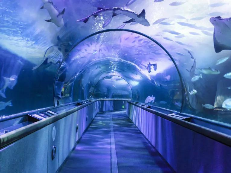 Aquarium of the Bay