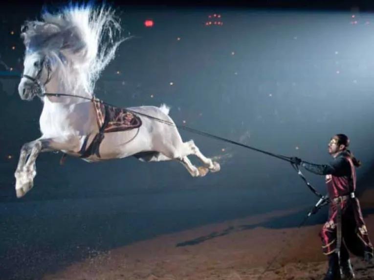 Horsemanship at Medieval Times Orlando Dinner Show & Tournament