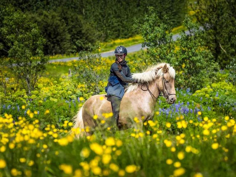 Viking Horse & Golden Circle