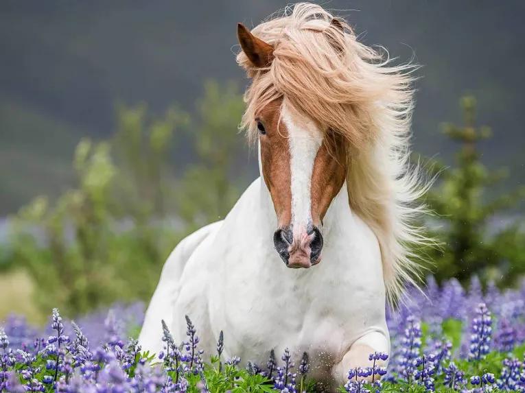 Viking Horse & Golden Circle