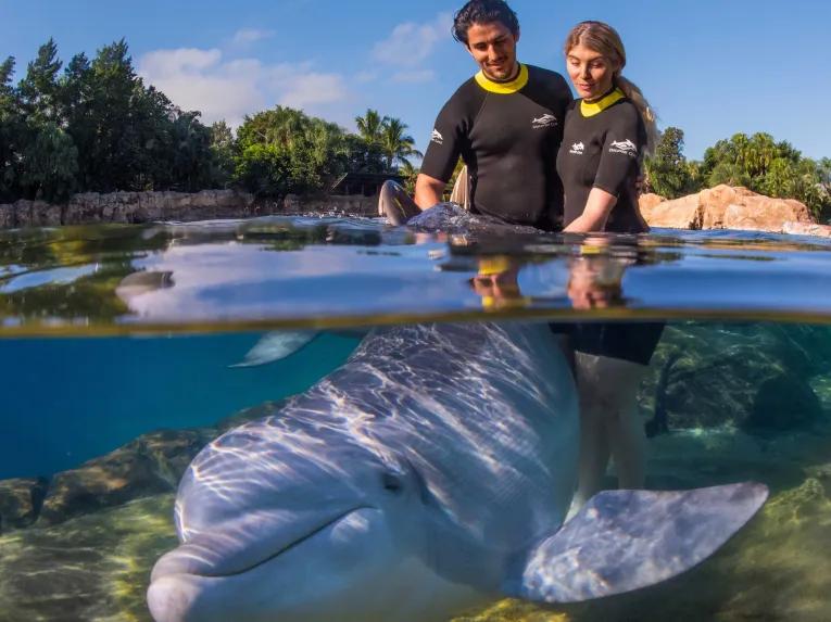 Guests interacting with a Dolphin at Discovery Cove