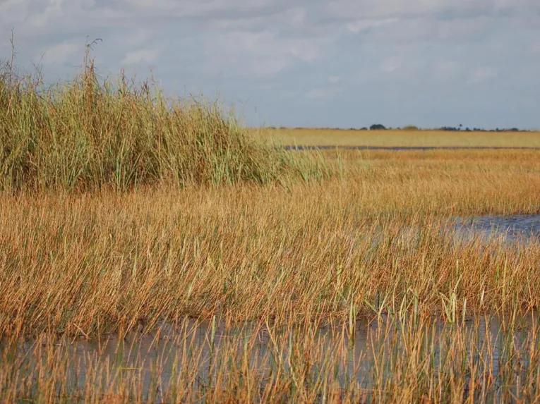 Everglades Airboat Adventure and Miami City Tour