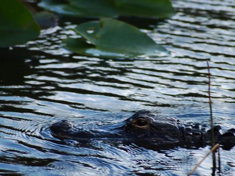Everglades Airboat Adventure and Miami City Tour