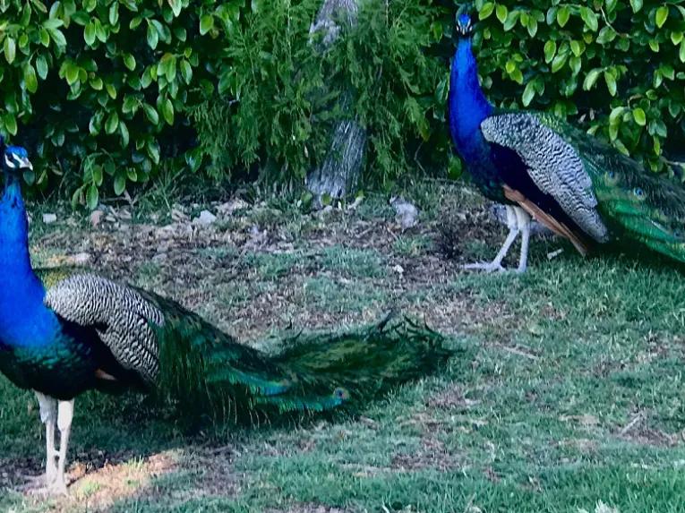 Hollywood Tour by Bike